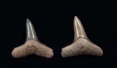 Negaprion brevirostris - Venice