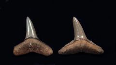 Negaprion brevirostris - Venice