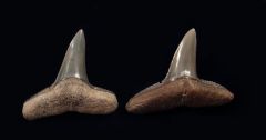 Negaprion brevirostris - Venice