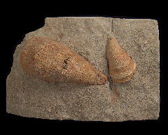 Fossil Horn Coral | Buried Treasure Fossils