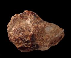 Aigialosaur jaw for sale | Buried Treasure Fossils