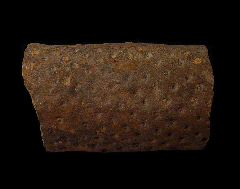 Lepidodendron | Buried Treasure Fossils