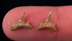 Carcharias acutissimus