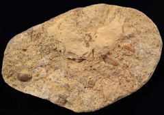 Hybodus longiconus