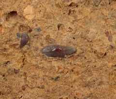 Paleobates angustissimus (Triassic)