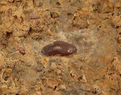 Paleobates angustissimus (Triassic)