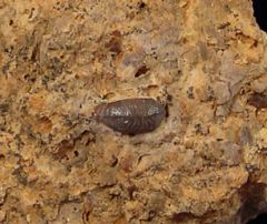Paleobates angustissimus (Triassic)