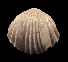 Burmcrhynchia decorata - Jurassic brachiopod | Buried Treasure Fossils