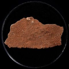 French dinosaur egg shell | Buried Treasure Fossils
