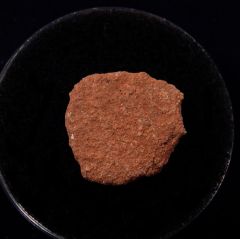 Rare Hyselosaurus egg shell for sale | Buried Treasure Fossils