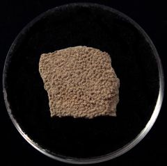Rare French Titanosaur egg shell for sale | Buried Treasure Fossils