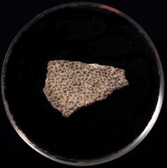 French Cretaceous Titanosaur egg shell for sale | Buried Treasure Fossils