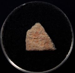 French Gastornis egg shell for sale | Buried Treasure Fossils