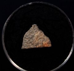 Rare French Gastornis egg shell for sale | Buried Treasure Fossils