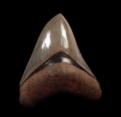 Otodus megalodon