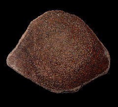Colorado Gem Bone | Buried Treasure Fossils