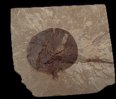 Symphoricarpas sp. leaf the from Green River Fm. | Buried Treasure Fossils