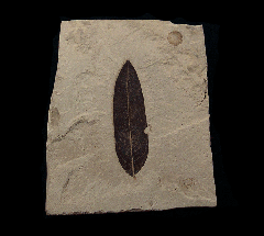 Celastrus winchesteri leaf the from Green River Fm. for sale | Buried Treasure Fossils