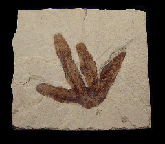 Lygodium kaulfussii leaf from the Green River Fm | Buried Treasure Fossils