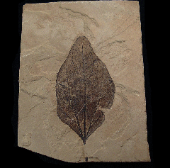 Lindera varifolia leaf from the Green River Fm. | Buried Treasure Fossils