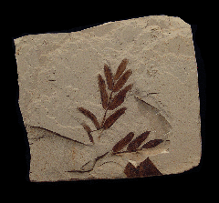 Mimosites coloradensis branch the from Green River Fm. | Buried Treasure Fossils