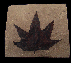 Macginitiea wyomingensis leaf the from Green River Fm. | Buried Treasure Fossils