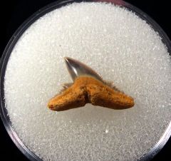 Physogaleus latus - Germany