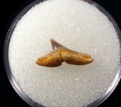 Physogaleus latus - Germany