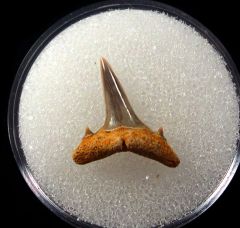 Carcharias acutissimus - Germany