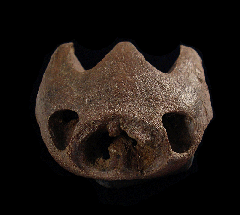 Palatobaena choen - Baenidae Turtle skull