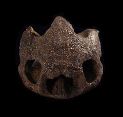 Hell Creek Fm. Baenidae Turtle skull