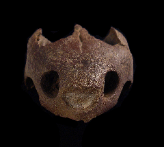 Eubaena cephalica - Baenidae Turtle skull