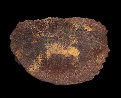 Palatobaena choen - Baenidae Turtle skull
