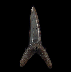 Big Striatolamia tooth from Kazakhstan | Buried Treasure Fossils