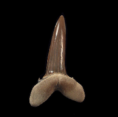 Striatolamia tooth from Kazakhstan | Buried Treasure Fossils