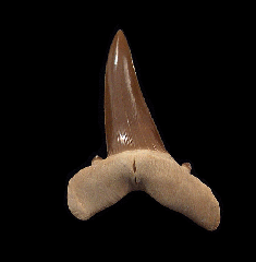 Big Striatolamia tooth from Kazakhstan | Buried Treasure Fossils