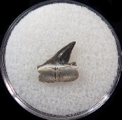 Rare Kazakh Physogaleus secundus for sale | Buried Treasure Fossils