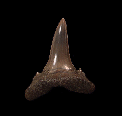Jaekelotodus karagiensis tooth - Oligocene | Buried Treasure Fossils