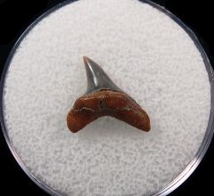 Rare Alopias hermani shark tooth - Kazakhstan for sale | Buried Treasure Fossils