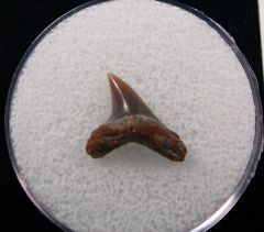 Rare Alopias hermani tooth - Kazakhstan for sale | Buried Treasure Fossils