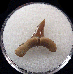 Usakias wardi tooth for sale | Buried Treasure Fossils