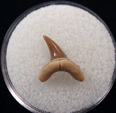Kazakh Usakias wardi tooth for sale | Buried Treasure Fossils