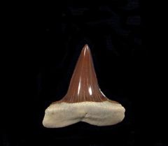 Rare Isurus praecursor for sale | Buried Treasure Fossils