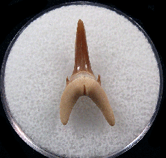 Isurolamna inflata
