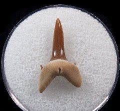 Isurolamna inflata