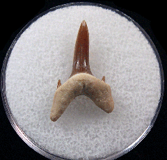 Isurolamna inflata