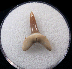 Isurolamna inflata
