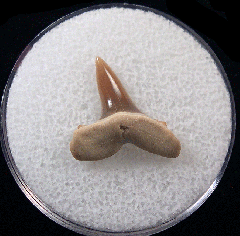 Isurolamna inflata