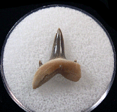 Isurolamna inflata