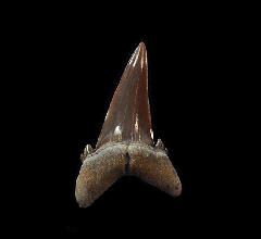 Top quality Hypotodus shark tooth for sale | Buried Treasure Fossils